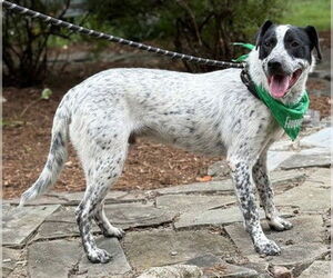 Mutt Dogs for adoption in Warrenton, VA, USA