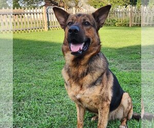 German Shepherd Dog-Unknown Mix Dogs for adoption in Mooresville, NC, USA