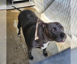American Pit Bull Terrier Dogs for adoption in Camarillo, CA, USA