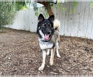 German Shepherd Dog-Huskies  Mix Dogs for adoption in San Diego, CA, USA