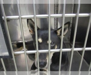 German Shepherd Dog-Siberian Husky Mix Dogs for adoption in Oklahoma City, OK, USA
