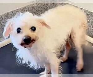 Maltese-Unknown Mix Dogs for adoption in Houston, TX, USA
