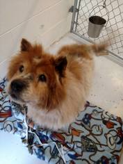 Chow Chow Dogs for adoption in Mt. Gilead, OH, USA