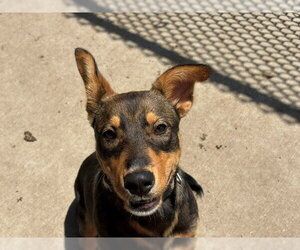 German Shepherd Dog-Unknown Mix Dogs for adoption in Tulsa, OK, USA