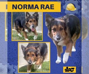 Border-Aussie Dogs for adoption in Lindsay, CA, USA