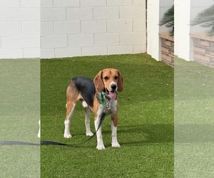 Beagle Dogs for adoption in Las Vegas, NV, USA