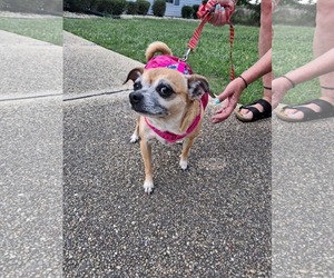 Chihuahua Dogs for adoption in Gulfport, MI, USA