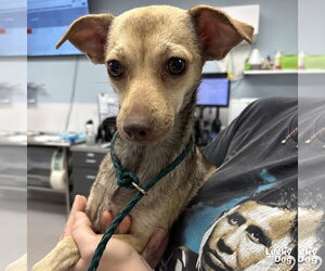 Chihuahua-Unknown Mix Dogs for adoption in Washington, DC, USA