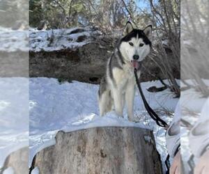 Siberian Husky-Unknown Mix Dogs for adoption in Las Vegas, NV, USA