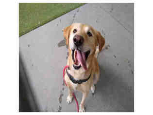 Labrador Retriever Dogs for adoption in Salt Lake City, UT, USA