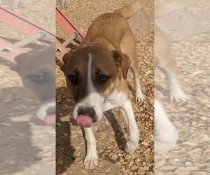 Mutt Dogs for adoption in Pena Blanca, NM, USA