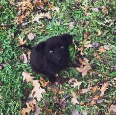 Medium Photo #1 Labrador Retriever-Unknown Mix Puppy For Sale in Mission, KS, USA