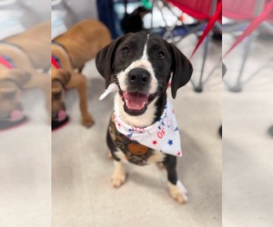 Labbe Dogs for adoption in Holly Springs, NC, USA