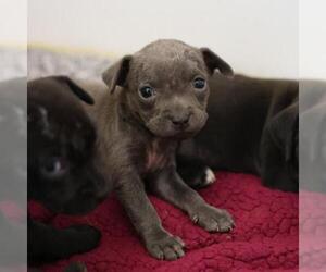 American Staffordshire Terrier-Unknown Mix Dogs for adoption in San Antonio, TX, USA