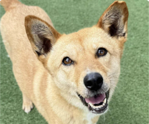Mutt Dogs for adoption in San Ramon, CA, USA