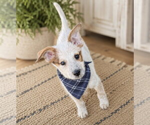 Mutt Dogs for adoption in Phoenix, AZ, USA
