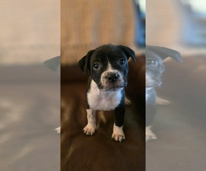 Mutt Dogs for adoption in Holly Springs, NC, USA