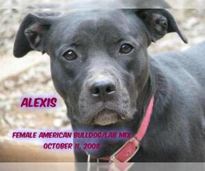 American Bulldog-Unknown Mix Dogs for adoption in Huddleston, VA, USA
