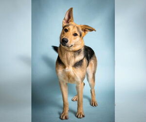 German Shepherd Dog-Unknown Mix Dogs for adoption in Rowlett, TX, USA