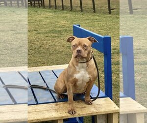 American Staffordshire Terrier-Unknown Mix Dogs for adoption in Unionville, PA, USA