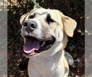Anatolian Shepherd-Unknown Mix Dogs for adoption in Santa Barbara, CA, USA