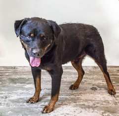 Rottweiler Dogs for adoption in Rockwall, TX, USA