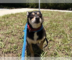 Chihuahua Dogs for adoption in Tavares, FL, USA