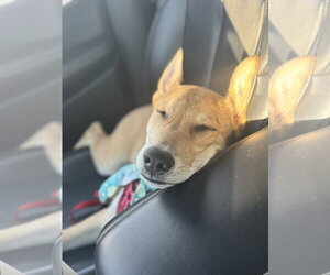 German Shepherd Dog-Unknown Mix Dogs for adoption in Holly Springs, NC, USA