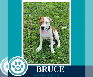 American Bulldog-Unknown Mix Dogs for adoption in Kimberton, PA, USA