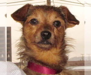 Dachshund-Unknown Mix Dogs for adoption in Oak Ridge, TN, USA