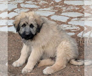Medium Photo #2 Bouvier Des Flandres-Great Pyrenees Mix Puppy For Sale in Lafayette, CA, USA