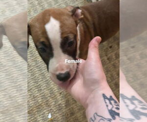 Staffordshire Bull Terrier-Unknown Mix Dogs for adoption in Holly Springs, NC, USA