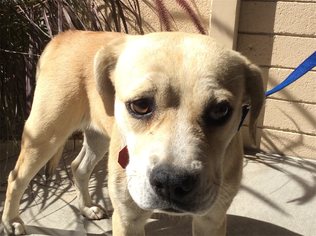 Labrador Retriever Dogs for adoption in pomona, CA, USA