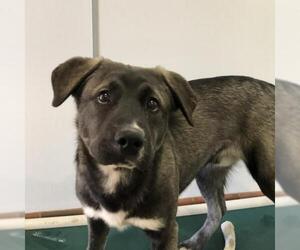 Huskies -Labrador Retriever Mix Dogs for adoption in Kanab, UT, USA