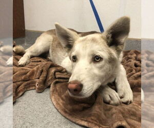 German Shepherd Dog-Siberian Husky Mix Dogs for adoption in Rancho Cucamonga, CA, USA