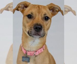 Boxer-Unknown Mix Dogs for adoption in Kennesaw, GA, USA