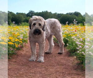 Mutt Dogs for adoption in Menifee, CA, USA