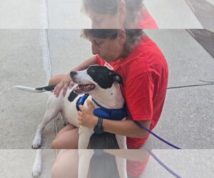 Labrador Retriever-Unknown Mix Dogs for adoption in Sanford, FL, USA