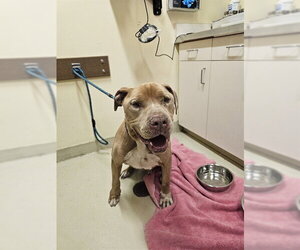 Mutt Dogs for adoption in Fremont, CA, USA