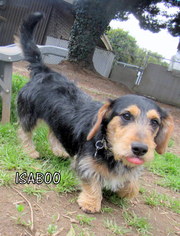 Dachshund Dogs for adoption in Lindsay, CA, USA