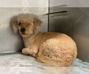 Poodle (Miniature)-Unknown Mix Dogs for adoption in San Bernardino, CA, USA