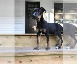 German Shepherd Dog-Labrador Retriever Mix Dogs for adoption in CHICAGO, IL, USA
