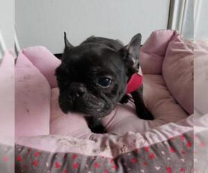 French Bulldog Dogs for adoption in Spring, TX, USA