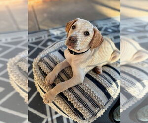 Mutt Dogs for adoption in Boston, MA, USA