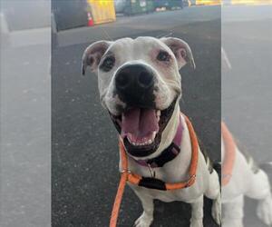 American Pit Bull Terrier-Unknown Mix Dogs for adoption in Woodland, CA, USA