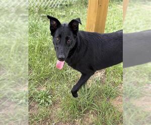 Shepradors Dogs for adoption in Augusta, GA, USA