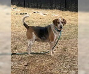 Mutt Dogs for adoption in Evansville, IN, USA