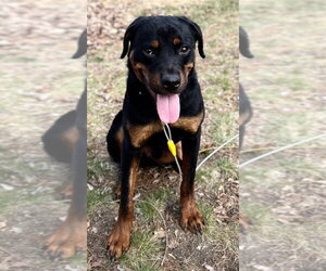 Rottweiler Dogs for adoption in Hillsboro, NH, USA