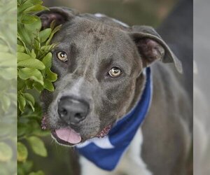 American Pit Bull Terrier Dogs for adoption in Rosenberg, TX, USA