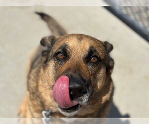 German Shepherd Dog Dogs for adoption in Tulsa, OK, USA